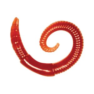 Lunkerhunt River worm