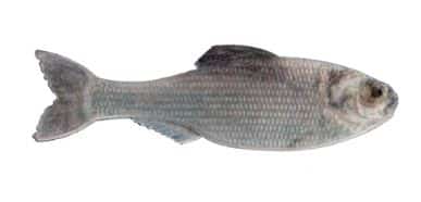 6th Sense Fishing Panorama 2.0" - Image 2