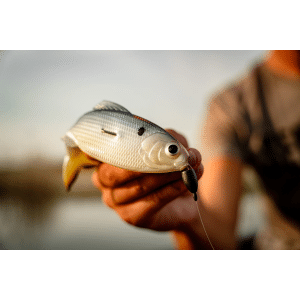 6th Sense Fishing Panorama 2.8"