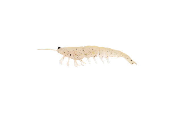 Irukandji Mega Prawn 100mm 4" - Image 9